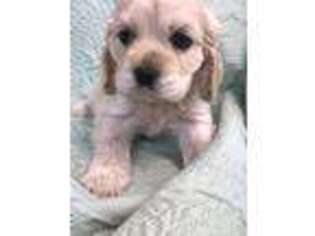 Cocker Spaniel Puppy for sale in Lindsay, TX, USA