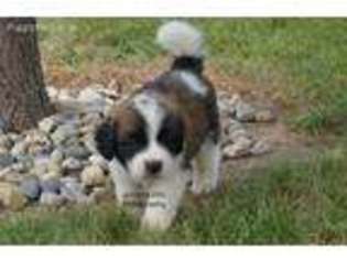 Saint Bernard Puppy for sale in Millersburg, IN, USA