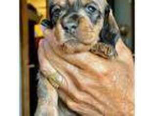 Dachshund Puppy for sale in Elma, WA, USA