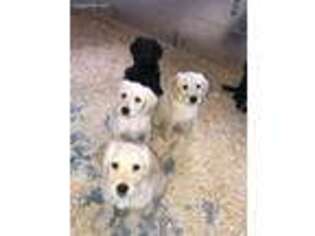 Labradoodle Puppy for sale in Stockton, CA, USA