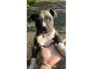 American Staffordshire Terrier Puppy for sale in Highlands, NC, USA