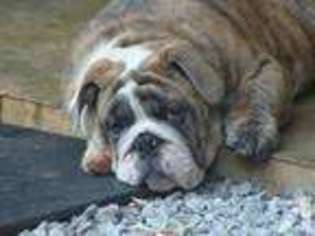 Bulldog Puppy for sale in CRAWFORD, GA, USA