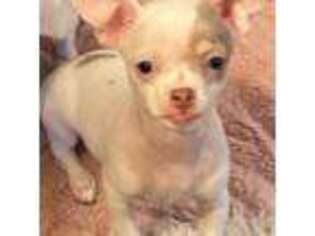 Chihuahua Puppy for sale in Linden, NJ, USA