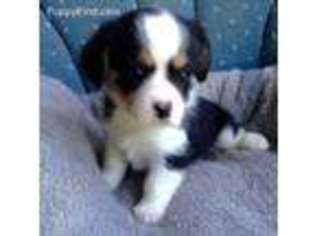 Pembroke Welsh Corgi Puppy for sale in Sardinia, OH, USA
