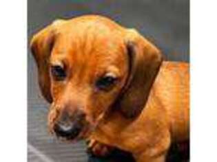 Dachshund Puppy for sale in Bridgehampton, NY, USA