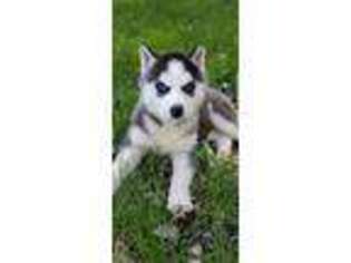 Siberian Husky Puppy for sale in Toledo, OH, USA