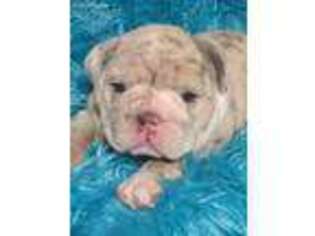Bulldog Puppy for sale in Gainesville, TX, USA