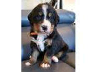 Bernese Mountain Dog Puppy for sale in Caledonia, MI, USA