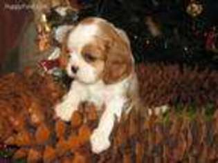 Cavalier King Charles Spaniel Puppy for sale in Covington, GA, USA
