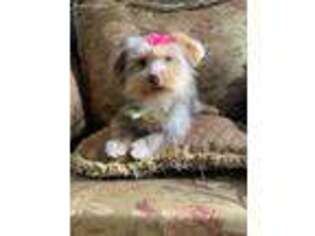 Biewer Terrier Puppy for sale in Dover, MA, USA
