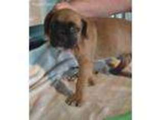 Boxer Puppy for sale in Mercer, PA, USA