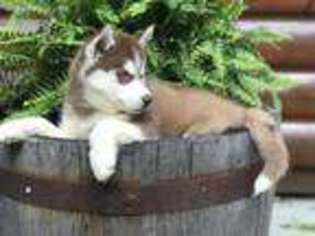 Siberian Husky Puppy for sale in Staples, MN, USA