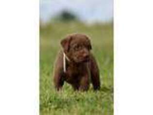 Labrador Retriever Puppy for sale in Texarkana, TX, USA