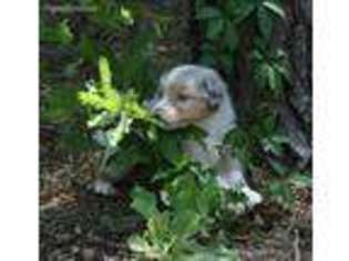 Australian Shepherd Puppy for sale in Statesboro, GA, USA