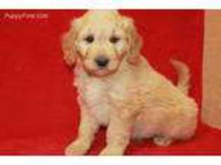 Goldendoodle Puppy for sale in Sallisaw, OK, USA