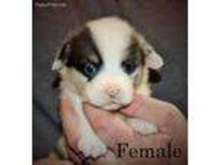 Pembroke Welsh Corgi Puppy for sale in Springfield, IL, USA
