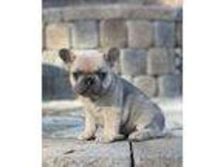 French Bulldog Puppy for sale in Pilot Hill, CA, USA