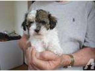 Mutt Puppy for sale in ROCK ISLAND, IL, USA