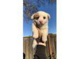 Pembroke Welsh Corgi Puppy for sale in Madera, CA, USA