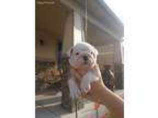 Bulldog Puppy for sale in La Salle, CO, USA