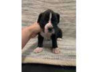Boxer Puppy for sale in Columbia City, IN, USA