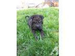 Mutt Puppy for sale in MC SHERRYSTOWN, PA, USA