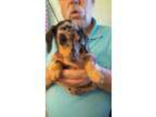 Dachshund Puppy for sale in Barnwell, SC, USA