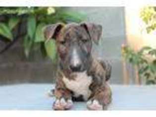Bull Terrier Puppy for sale in Pomona, CA, USA