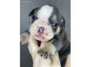 Olde English Bulldogge Puppy for sale in Pickerington, OH, USA