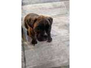 Boxer Puppy for sale in North Dighton, MA, USA