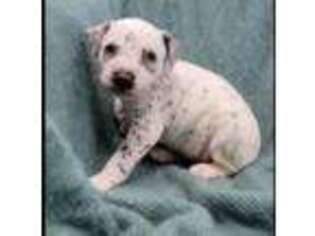Dalmatian Puppy for sale in Knoxville, TN, USA