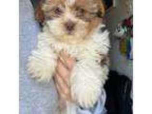 Mutt Puppy for sale in Cumberland, RI, USA