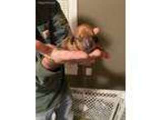 Dachshund Puppy for sale in Buckhannon, WV, USA
