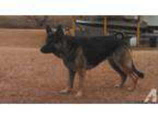 German Shepherd Dog Puppy for sale in BEAN STATION, TN, USA