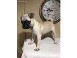 Pug Puppy for sale in Saint Hedwig, TX, USA