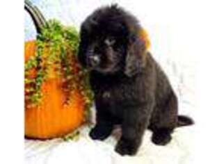 Newfoundland Puppy for sale in Candler, NC, USA