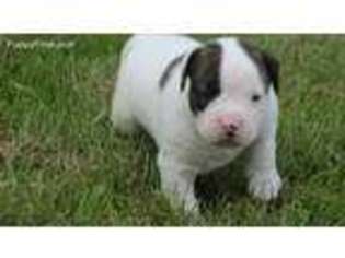 American Bulldog Puppy for sale in Newbern, TN, USA