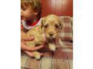 Labradoodle Puppy for sale in Golden Eagle, IL, USA
