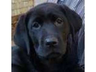 Labrador Retriever Puppy for sale in Shelby, MI, USA