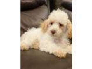 Mutt Puppy for sale in Flossmoor, IL, USA