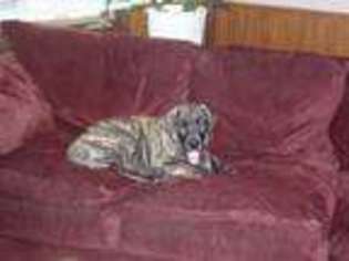 Great Dane Puppy for sale in Cambridge, MN, USA