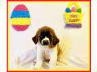 Saint Bernard Puppy for sale in Rochester, NY, USA