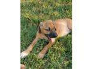 Rhodesian Ridgeback Puppy for sale in Elgin, TX, USA