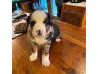Australian Shepherd Puppy for sale in Marietta, OH, USA