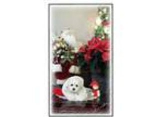 Maltese Puppy for sale in Moreno Valley, CA, USA