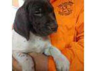 German Shorthaired Pointer Puppy for sale in Ithaca, NY, USA