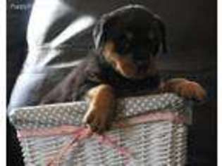 Rottweiler Puppy for sale in York, SC, USA