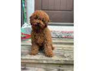 Mutt Puppy for sale in West Harrison, NY, USA