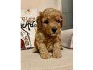 Goldendoodle Puppy for sale in Sheridan, AR, USA
