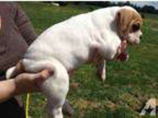 Bulldog Puppy for sale in RIVERDALE, MI, USA